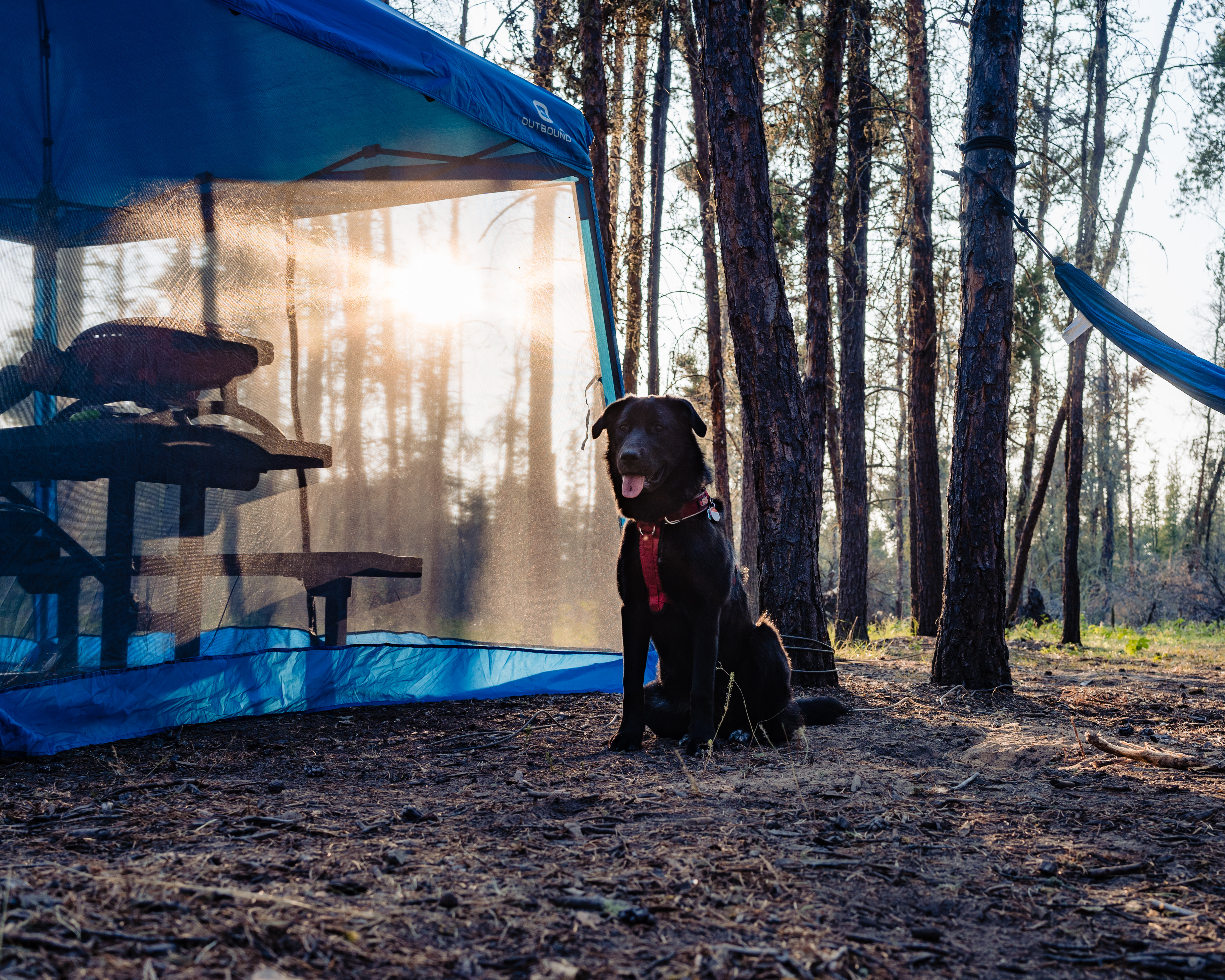 Mara (dog) at Moose Lake Campground · Photo by The 38 Photography